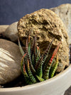 Crassula Ovata, bonsai tree, organically grown succulent plants for sale at TOMs FLOWer CLUB.
