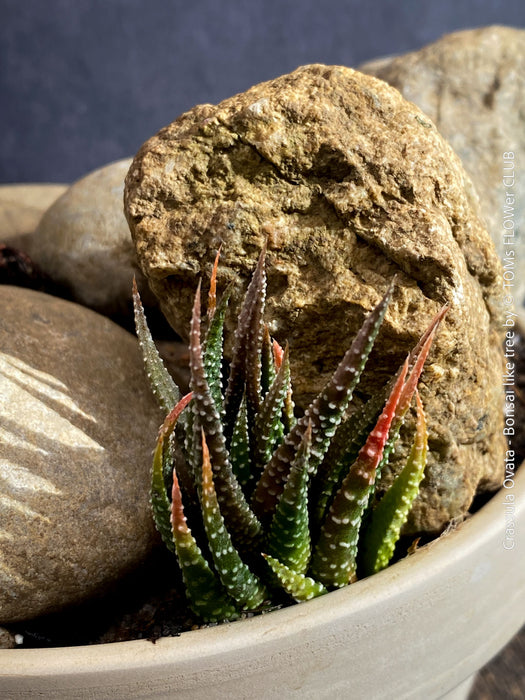 Crassula Ovata, bonsai tree, organically grown succulent plants for sale at TOMs FLOWer CLUB.