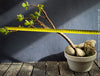 Crassula Ovata, bonsai tree, organically grown succulent plants for sale at TOMs FLOWer CLUB.