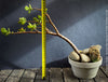 Crassula Ovata, bonsai tree, organically grown succulent plants for sale at TOMs FLOWer CLUB.