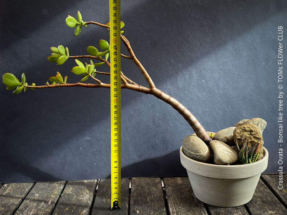 Crassula Ovata, bonsai tree, organically grown succulent plants for sale at TOMs FLOWer CLUB.