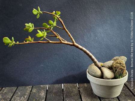 Crassula Ovata, bonsai tree, organically grown succulent plants for sale at TOMs FLOWer CLUB.