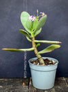 Crassula Arborescens Undulatifolia, organically grown sun loving succulent plants for sale at TOMsFLOWer CLUB.