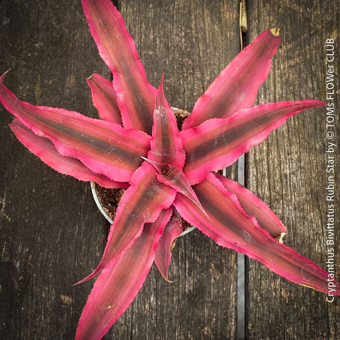 Cryptanthus bivittatus ‘Rubin Star’ Earth Bromeliad with ruby-red foliage for sale at TOMs FLOWer CLUB.