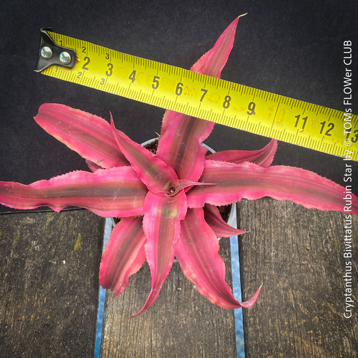 Mature Cryptanthus bivittatus ‘Rubin Star’ Earth Bromeliad with ruby-red foliage for sale at TOMs FLOWer CLUB.