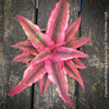 Red foliage Cryptanthus bivittatus ‘Rubin Star’ Earth Bromeliad with ruby-red foliage for sale at TOMs FLOWer CLUB.