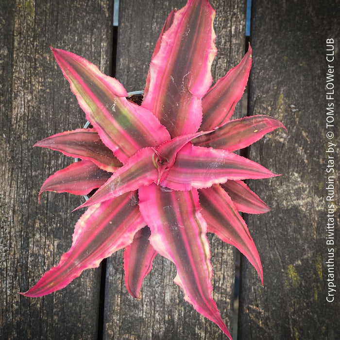 Red foliage Cryptanthus bivittatus ‘Rubin Star’ Earth Bromeliad with ruby-red foliage for sale at TOMs FLOWer CLUB.