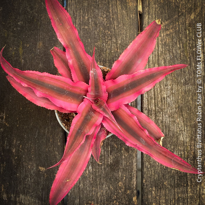 Cryptanthus bivittatus ‘Rubin Star’ Earth Bromeliad with ruby-red foliage for sale at TOMs FLOWer CLUB.