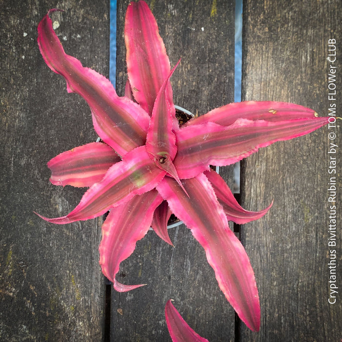 Cryptanthus bivittatus ‘Rubin Star’ Earth Bromeliad with ruby-red foliage for sale at TOMs FLOWer CLUB.