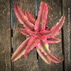 Cryptanthus bivittatus ‘Rubin Star’ Earth Bromeliad with ruby-red foliage for sale at TOMs FLOWer CLUB.