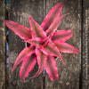 Stunning Cryptanthus bivittatus ‘Rubin Star’ Earth Bromeliad with ruby-red foliage for sale at TOMs FLOWer CLUB.