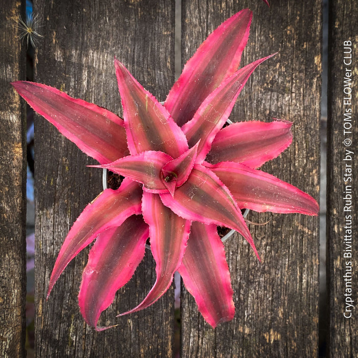 Stunning Cryptanthus bivittatus ‘Rubin Star’ Earth Bromeliad with ruby-red foliage for sale at TOMs FLOWer CLUB.