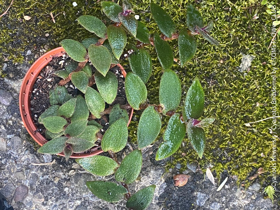 Tradescantia, Cyanotis Kewensis / Cyanotis beddomei / teddy bear vine, organically grown tropical plants for sale at TOMs FLOWer CLUB.