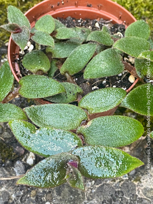 Tradescantia, Cyanotis Kewensis / Cyanotis beddomei / teddy bear vine, organically grown tropical plants for sale at TOMs FLOWer CLUB.