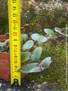 Tradescantia, Cyanotis Kewensis / Cyanotis beddomei / teddy bear vine, organically grown tropical plants for sale at TOMs FLOWer CLUB.