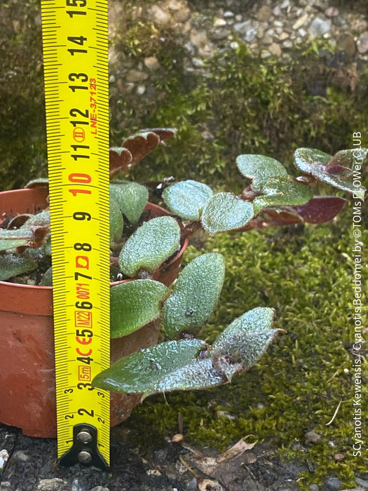 Tradescantia, Cyanotis Kewensis / Cyanotis beddomei / teddy bear vine, organically grown tropical plants for sale at TOMs FLOWer CLUB.