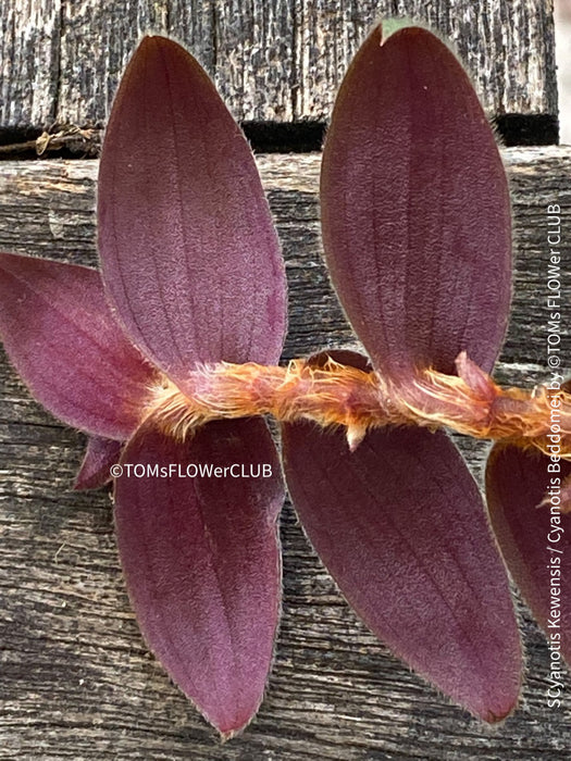 Tradescantia, Cyanotis Kewensis / Cyanotis beddomei / teddy bear vine, organically grown tropical plants for sale at TOMs FLOWer CLUB.