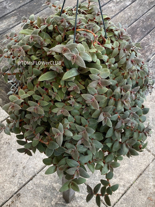 Tradescantia, Cyanotis Kewensis / Cyanotis beddomei / teddy bear vine, organically grown tropical plants for sale at TOMs FLOWer CLUB.