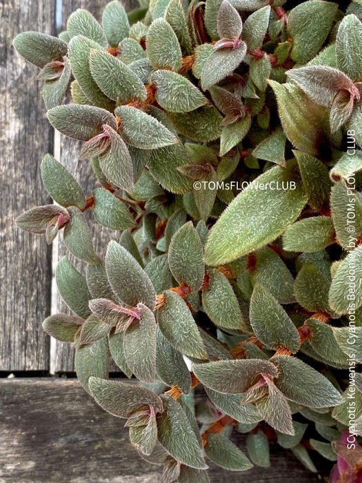 Tradescantia, Cyanotis Kewensis / Cyanotis beddomei / teddy bear vine, organically grown tropical plants for sale at TOMs FLOWer CLUB.