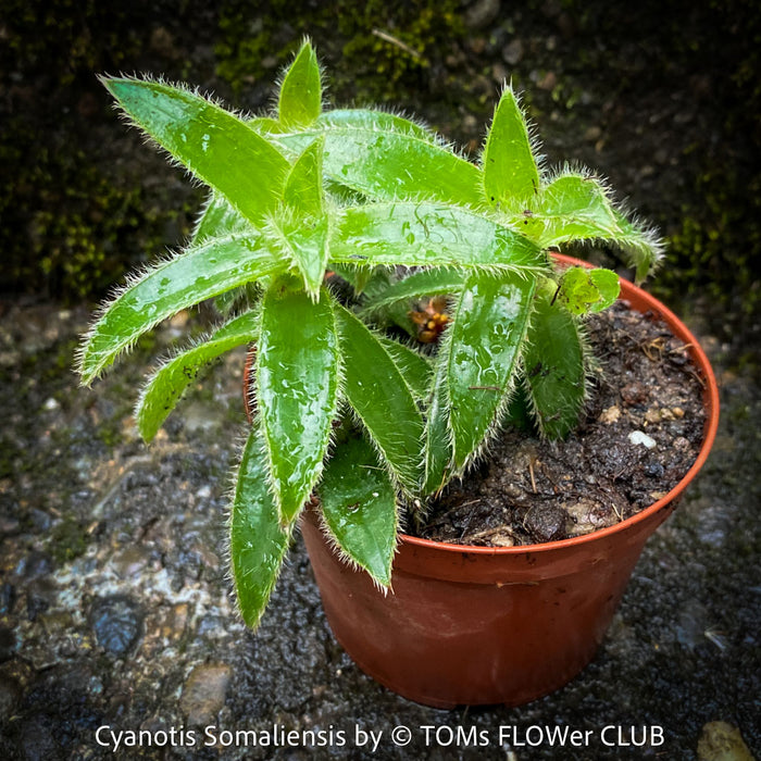 Cyanotis Somaliensis, Tradescantia Cyanotis Somaliensis, pussy ears, organically grown tropical plants for sale at TOMs FLOWer CLUB.