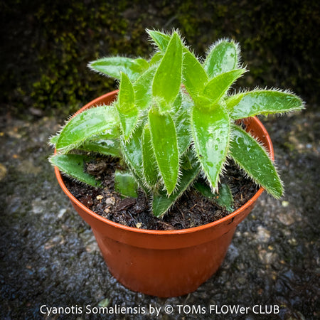 Cyanotis Somaliensis, Tradescantia Cyanotis Somaliensis, pussy ears, organically grown tropical plants for sale at TOMs FLOWer CLUB.