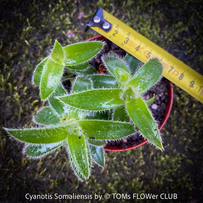 Cyanotis Somaliensis, Tradescantia Cyanotis Somaliensis, pussy ears, organically grown tropical plants for sale at TOMs FLOWer CLUB.