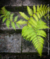 Cyathea Cooperi, Australian Tree Fern, tree fern, organically grown tropical plants for sale at TOMs FLOWer CLUB.