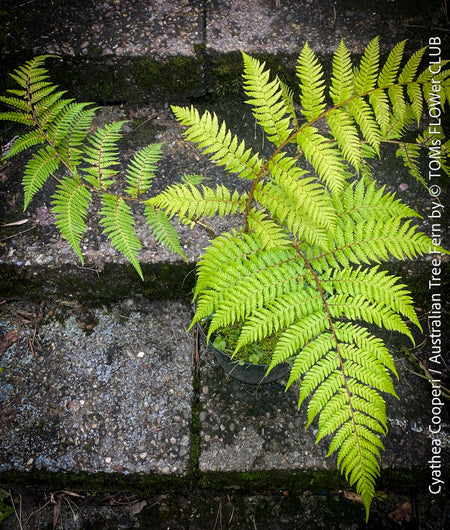 Cyathea Cooperi, Australian Tree Fern, tree fern, organically grown tropical plants for sale at TOMs FLOWer CLUB.