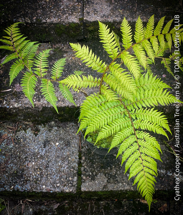 Cyathea Cooperi, Australian Tree Fern, tree fern, organically grown tropical plants for sale at TOMs FLOWer CLUB.