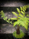 Cyathea Cooperi, Australian Tree Fern, tree fern, organically grown tropical plants for sale at TOMs FLOWer CLUB.