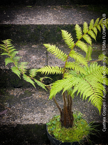 Cyathea Cooperi, Australian Tree Fern, tree fern, organically grown tropical plants for sale at TOMs FLOWer CLUB.