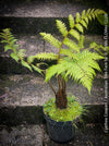 Cyathea Cooperi, Australian Tree Fern, tree fern, organically grown tropical plants for sale at TOMs FLOWer CLUB.