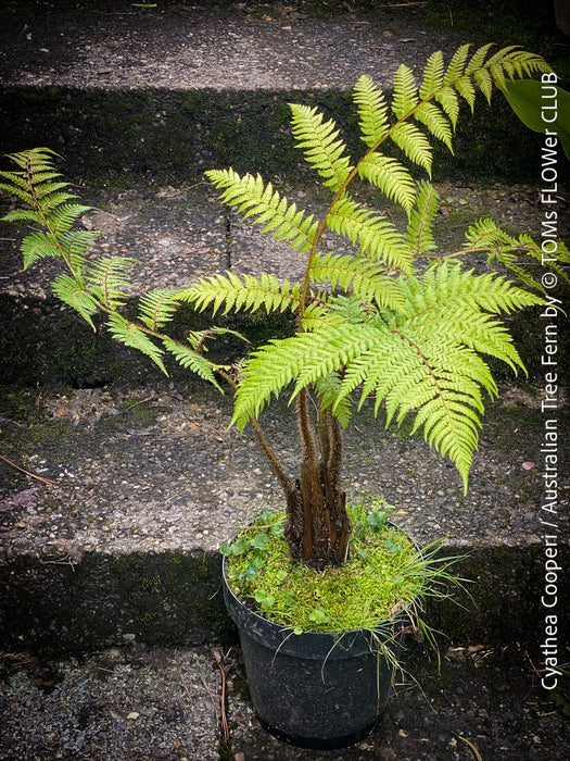 Cyathea Cooperi, Australian Tree Fern, tree fern, organically grown tropical plants for sale at TOMs FLOWer CLUB.