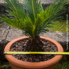 Cycas Revoluta, organically grown tropical plants for sale at TOMs FLOWer CLUB.