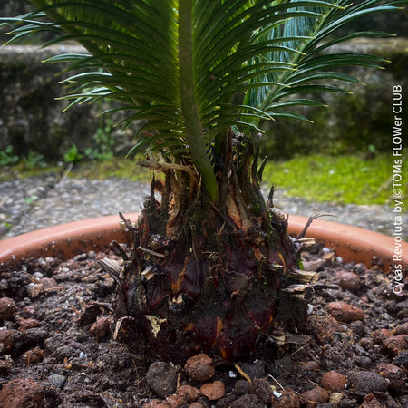 Cycas Revoluta, organically grown tropical plants for sale at TOMs FLOWer CLUB.