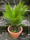 Cycas Revoluta, organically grown tropical plants for sale at TOMs FLOWer CLUB.