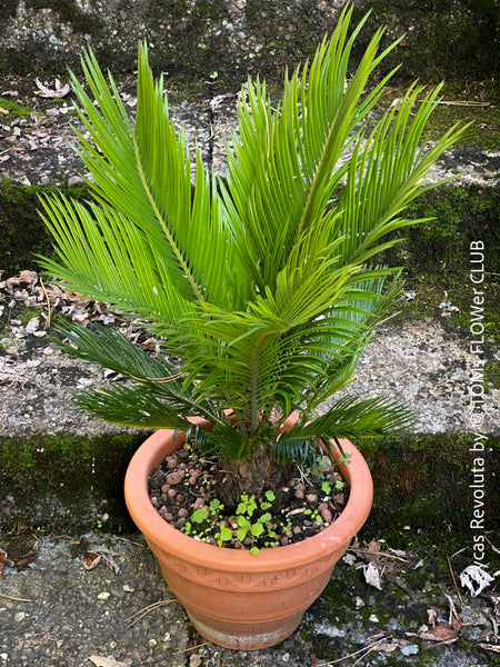 Cycas Revoluta, organically grown tropical plants for sale at TOMs FLOWer CLUB.