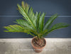 Cycas Revoluta, organically grown tropical plants for sale at TOMs FLOWer CLUB.