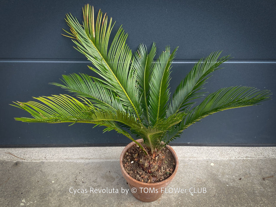 Cycas Revoluta, organically grown tropical plants for sale at TOMs FLOWer CLUB.
