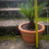 Cycas Revoluta, organically grown tropical plants for sale at TOMs FLOWer CLUB.