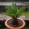 Cycas Revoluta, organically grown tropical plants for sale at TOMs FLOWer CLUB.