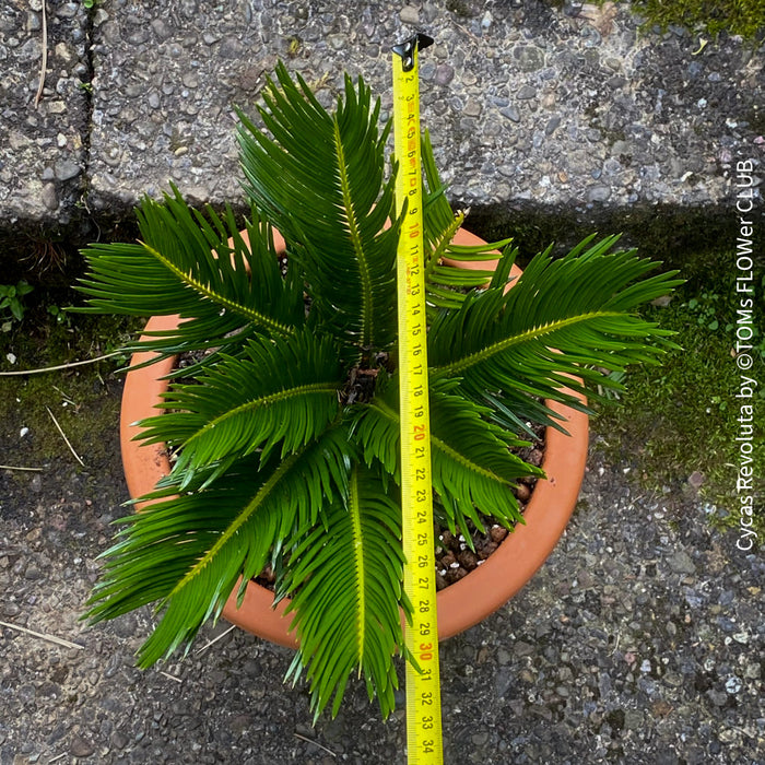 Cycas Revoluta, organically grown tropical plants for sale at TOMs FLOWer CLUB.