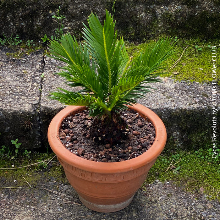 Cycas Revoluta, organically grown tropical plants for sale at TOMs FLOWer CLUB.