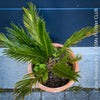 Cycas Revoluta, organically grown palm fern plants for sale at TOMs FLOWer CLUB.