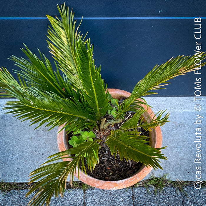 Cycas Revoluta, organically grown palm fern plants for sale at TOMs FLOWer CLUB.