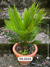 Cycas Revoluta, organically grown tropical plants for sale at TOMs FLOWer CLUB.