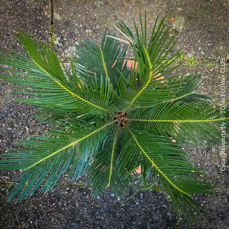 Cycas Revoluta, organically grown palm fern plants for sale at TOMs FLOWer CLUB.