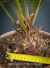 Cycas Revoluta, organically grown tropical plants for sale at TOMs FLOWer CLUB.