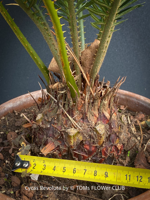 Cycas Revoluta, organically grown tropical plants for sale at TOMs FLOWer CLUB.