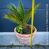 Cycas Revoluta, organically grown palm fern plants for sale at TOMs FLOWer CLUB.
